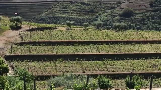 Duoro Valley Portugal visiting vineyards