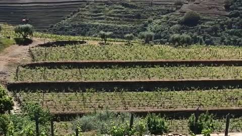 Duoro Valley Portugal visiting vineyards