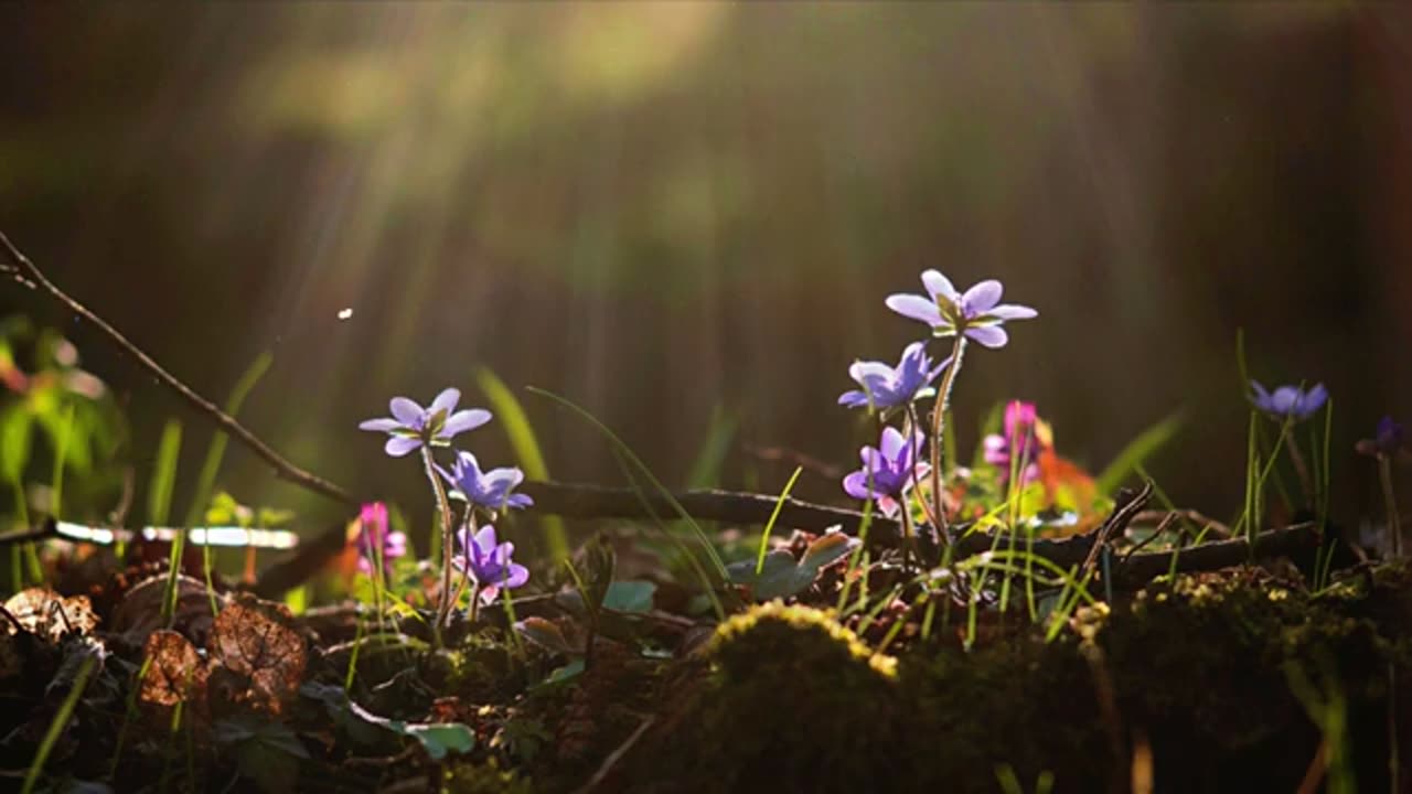 Relaxing_Spring_Background_Stock_Video._Sunrays_Forest_Flowers_Butterflies-prV9SsHz1B8