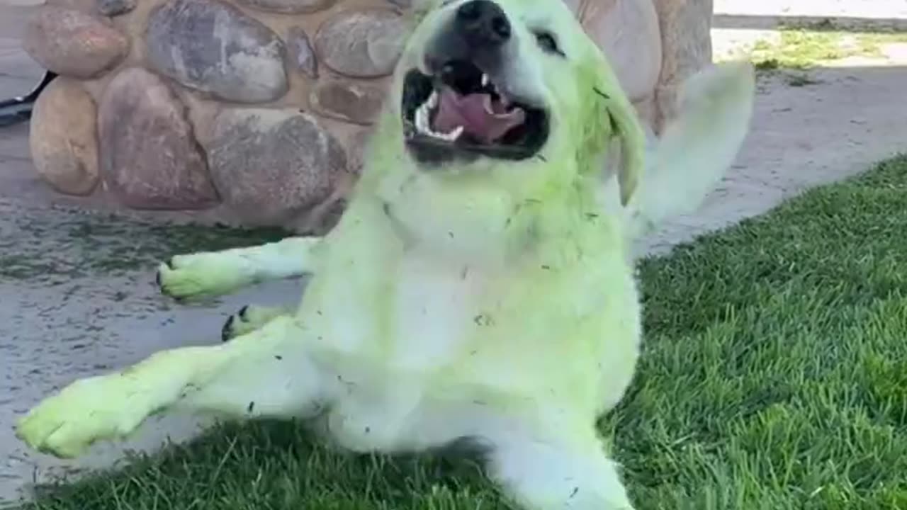 A Very Rare Breed Of Dog The Emerald Retriever