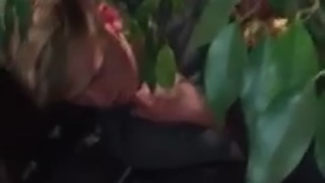 Guy Falls Asleep Behind Plant Pot