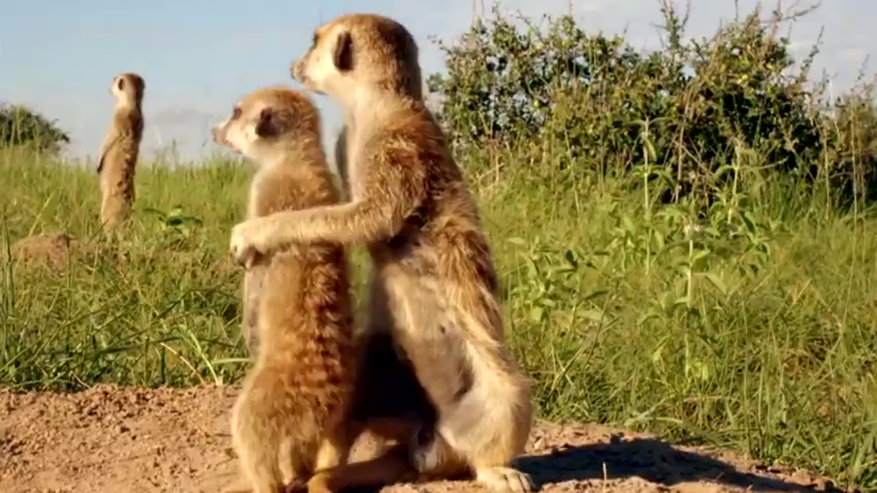 "🦂🦡 Meerkat Showdown: Poisonous Scorpion Crunch Unleashes Wild Drama! What Happens Next? 🤔🌵"