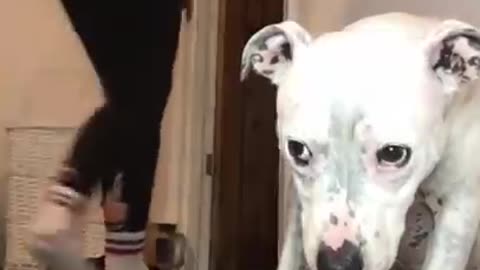 FUNNY DOGS, THEY CAN BE TRAINING