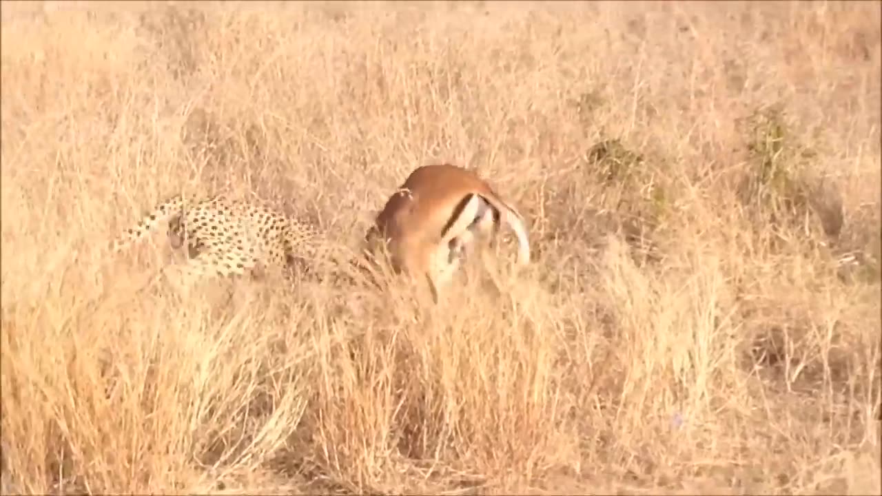 World faster animal