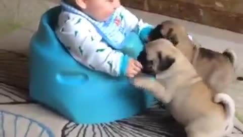 Dogs fuuny video's