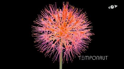Scadoxus Time-lapse