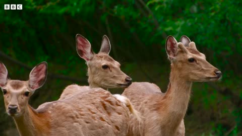 Crane Protects Baby Chick from Deer Herd | 4K UHD | Japan: Earth's Enchanted Islands | BBC Earth