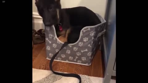 Puppy Almost Doesn't Fit in Bed Aanymore