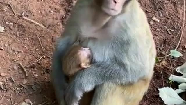 Cute Monkey China & Funny Love monkey| Animals Love