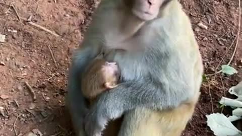 Cute Monkey China & Funny Love monkey| Animals Love