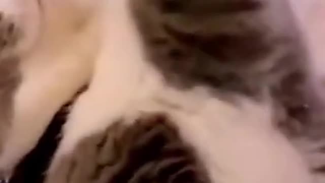 Funny Cats Compilation #shorts 2