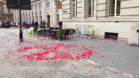 Mesmerizing Petals Dance in the Wind | Soothing Nature Video