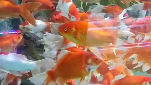 Lots and lots of yellow goldfish