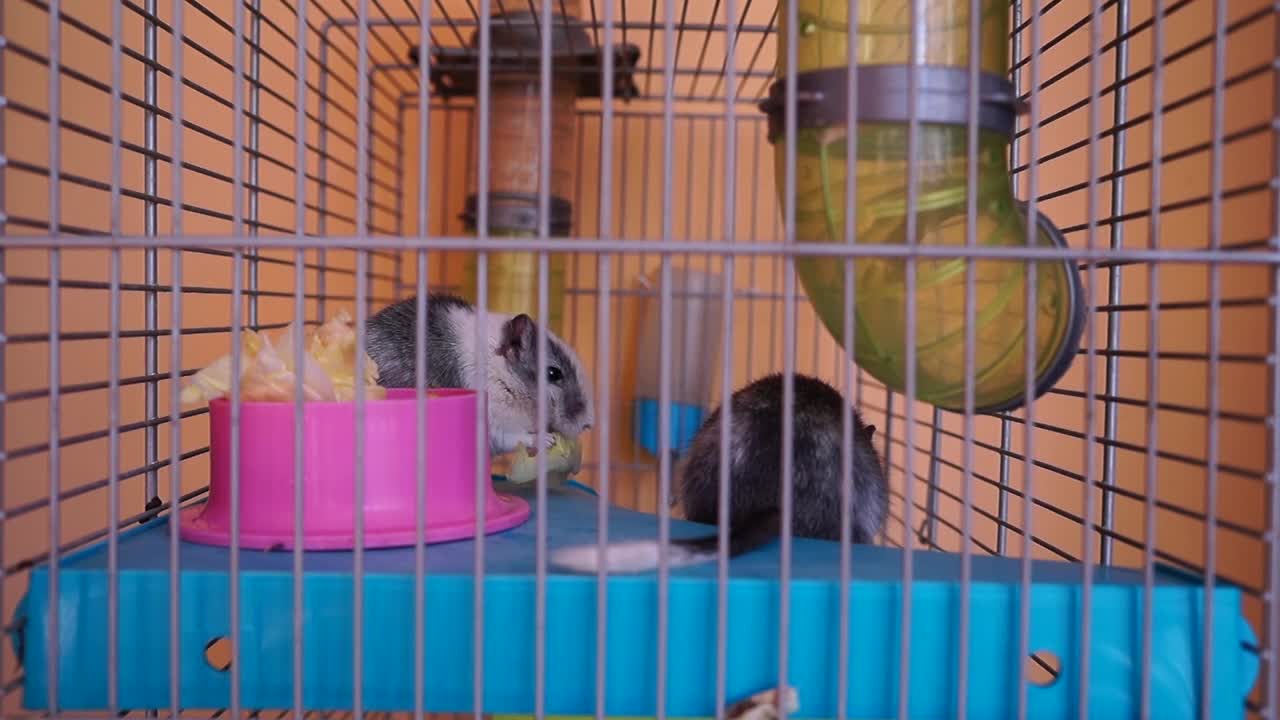 hamster eating