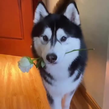 new funniest animal video