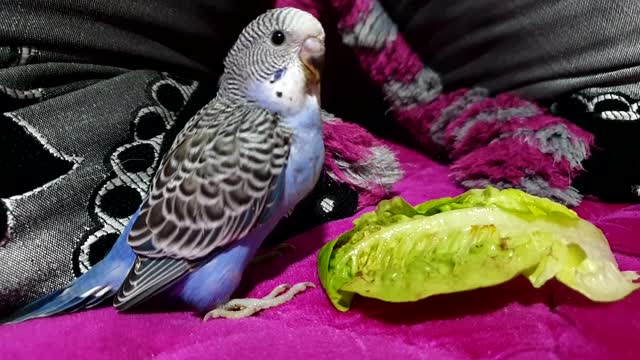 Beautiful bird and a piece of lettuce😋😋