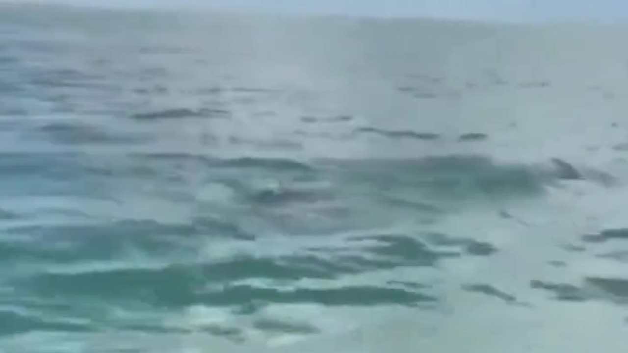 Dolphin Assist