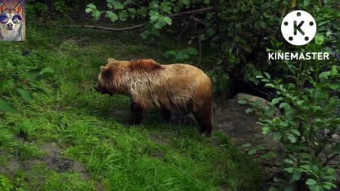 Bear beautiful