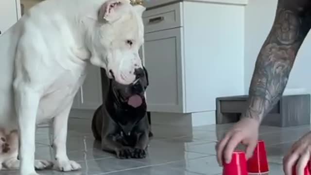 Dogs white ❤️