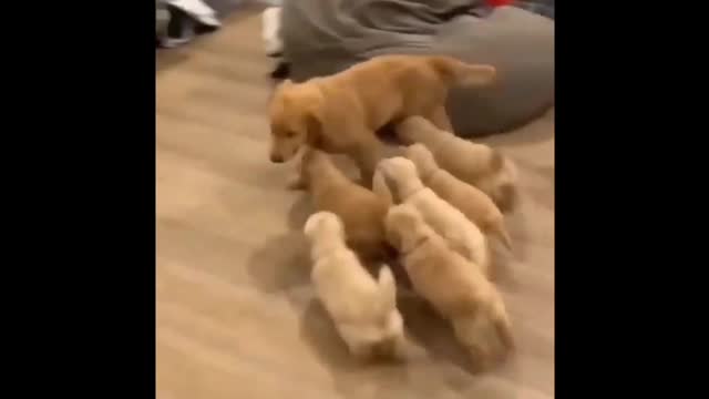 Cute puppy dog video enjoying puppies