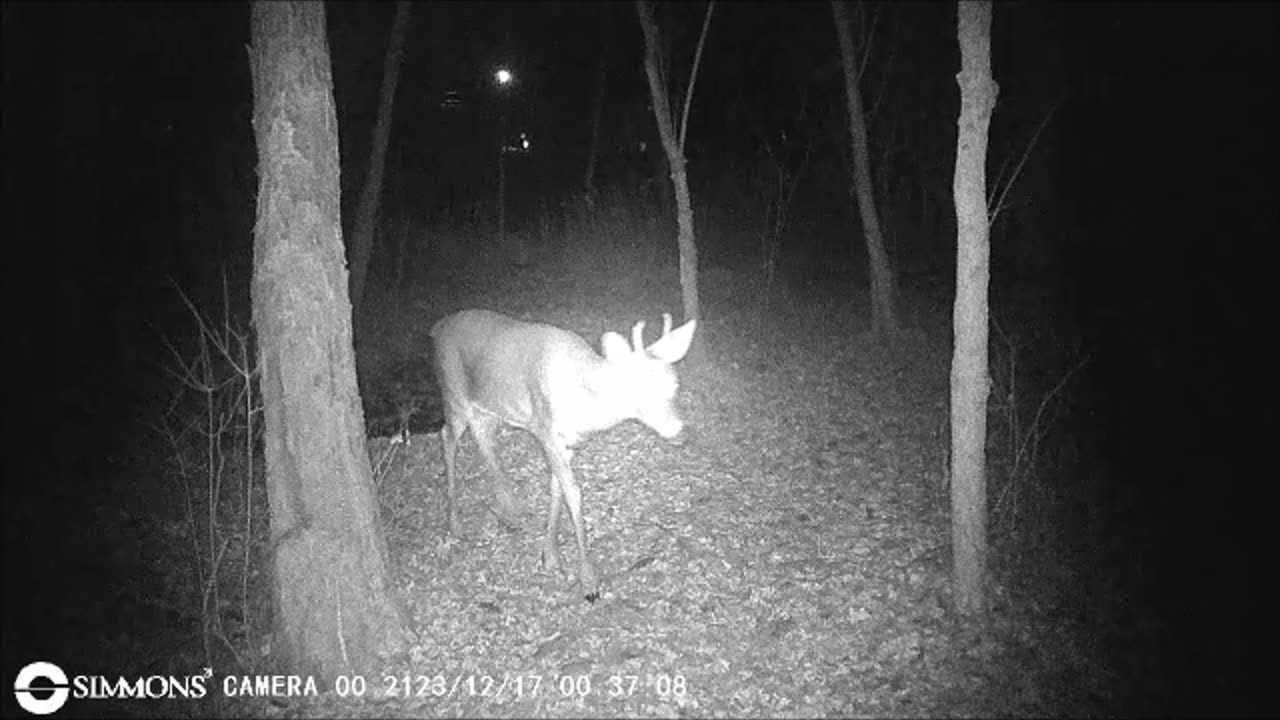 Backyard Trail Cams - Does with Fork Buck