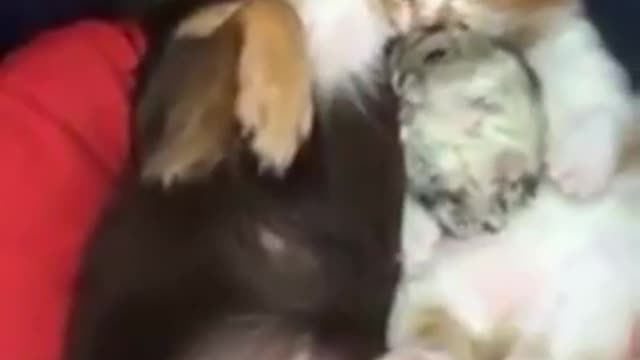 12 coisas que eu gostaria de saber antes de experimentar cachorros