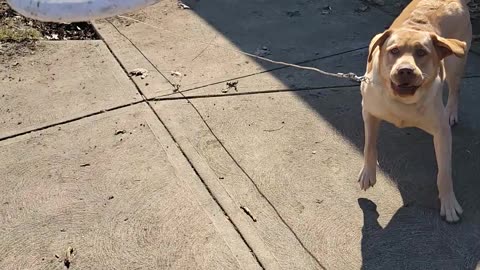 Frisbee anyone