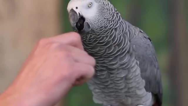 Talking Parrot