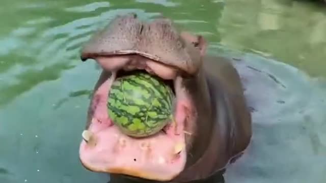 hippo