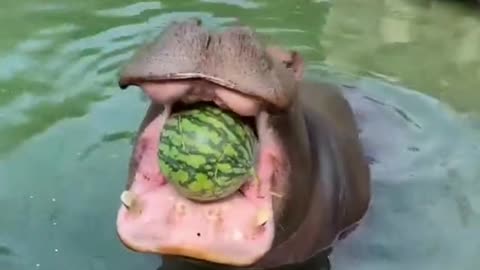 hippo