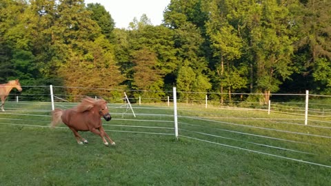 Breeze and scarlett running
