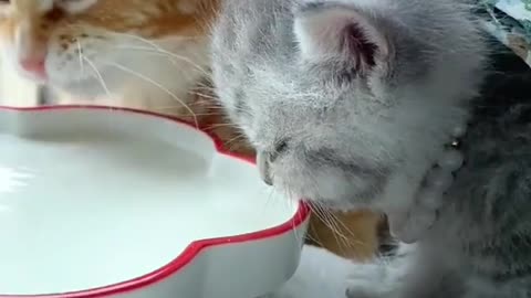 Cute cats drinking milk for the first time😂