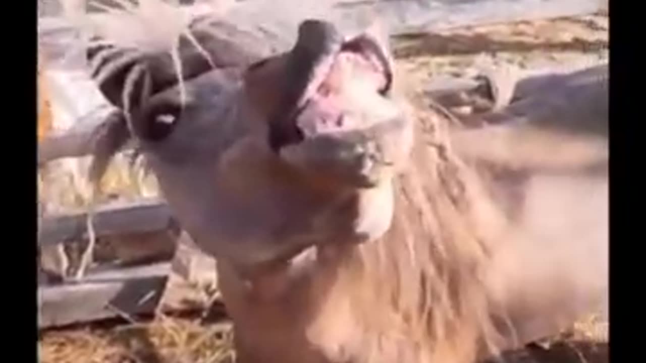 Funny animal viral video