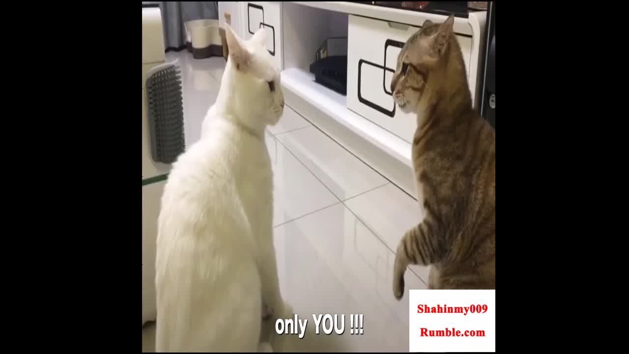 Cat talking !! 5