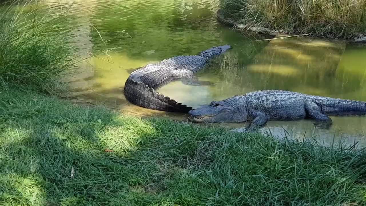 Crocodile