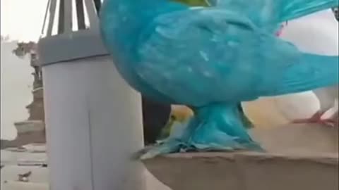 Beautiful birds