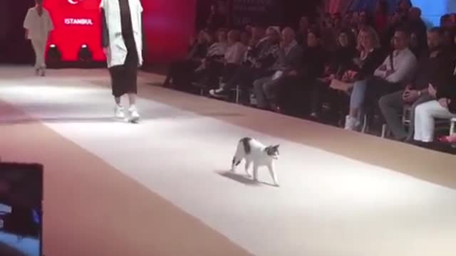 cat fashion show