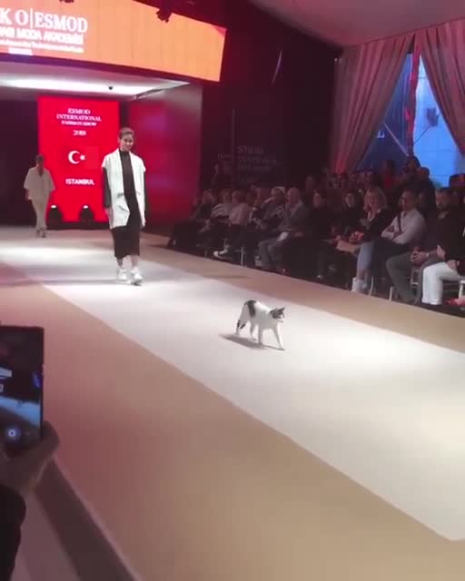 cat fashion show