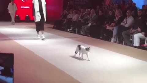 cat fashion show