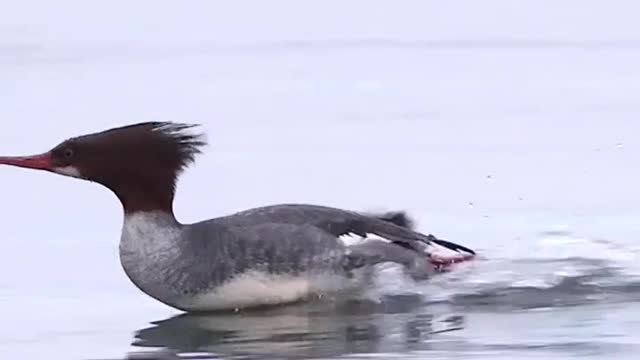 Bird in in lake fly