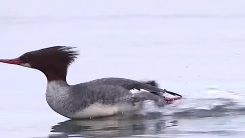 Bird in in lake fly