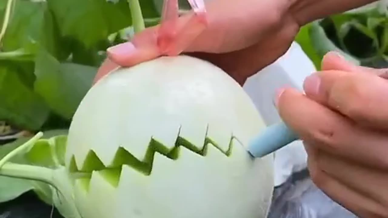 Agriculture farming - fresh melon harvest