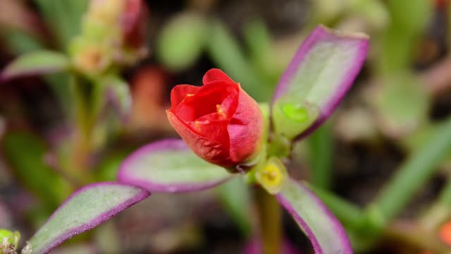 red flowers