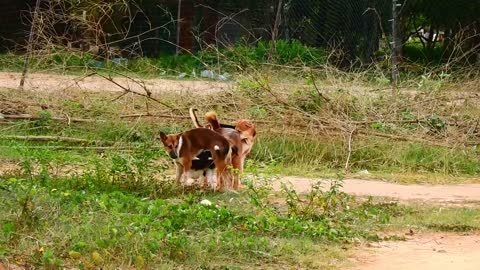 OMG Rural Dog Mating so hurt with Big Dog At Village#03