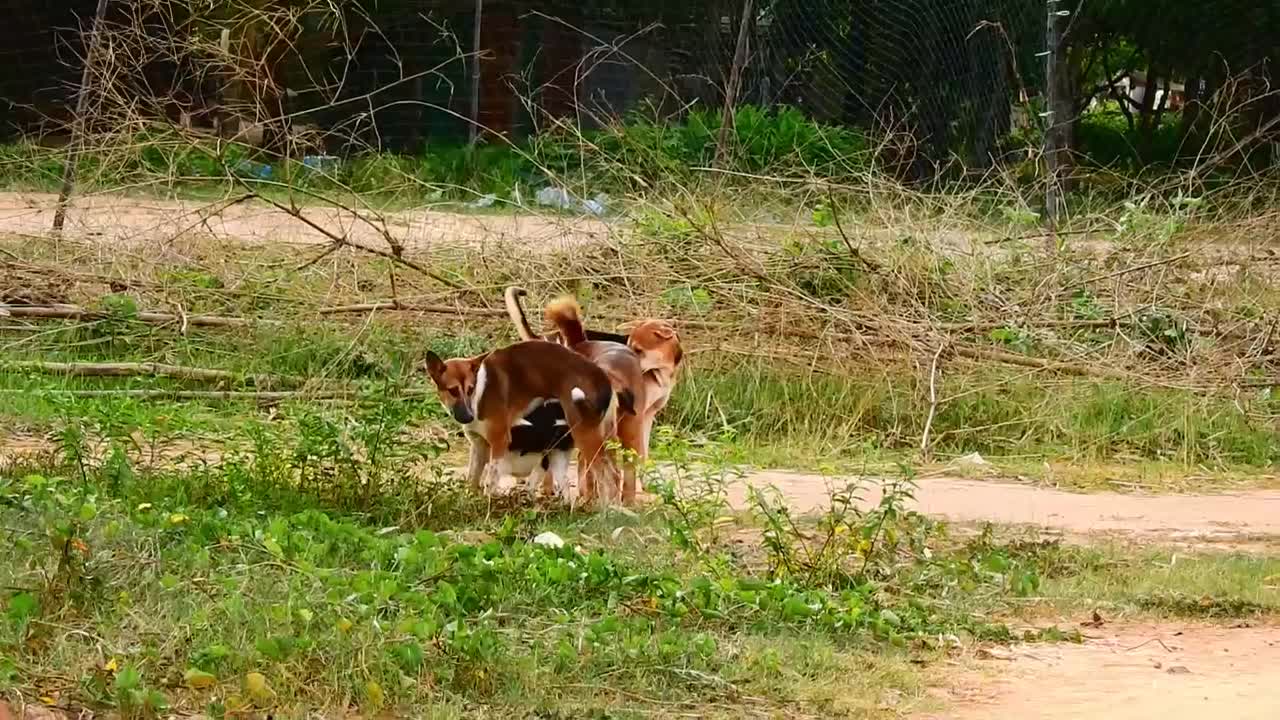 OMG Rural Dog Mating so hurt with Big Dog At Village#03