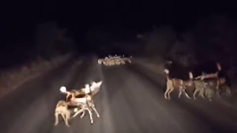 Last night sighting at the Kruger National park. Absolutely amazing!