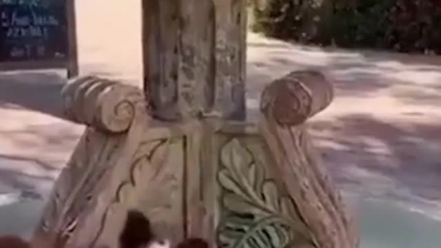 CACHORROS E GATOS FAZENDO BAGUNÇA