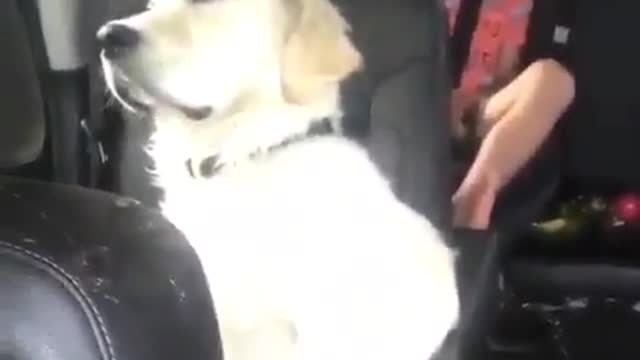 A dog who consciously rides a car