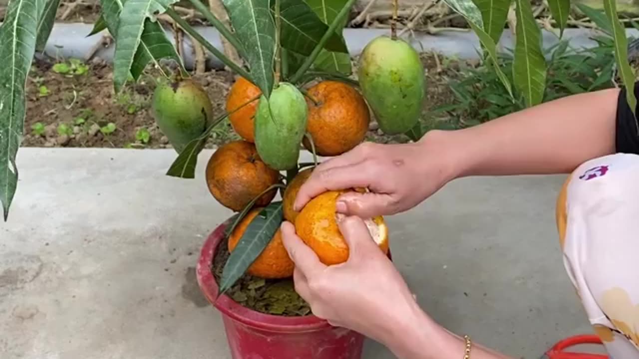 Unique Technic grow to mango tree with orange