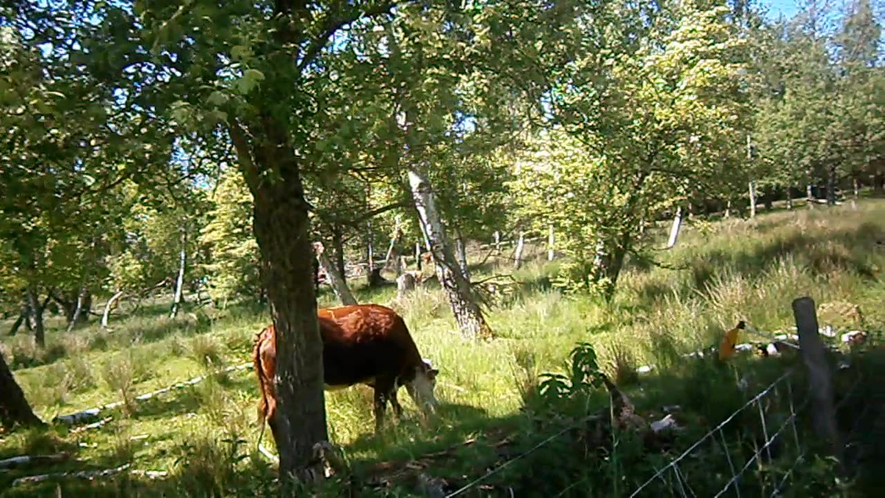 I naturen i Pålsjö skogs omgivningar. Helsingborg 27 Maj 2014